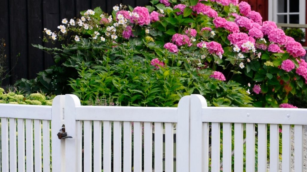 Vitt staket med grind. Blommande trädgård och hus syns i bakgrunden.