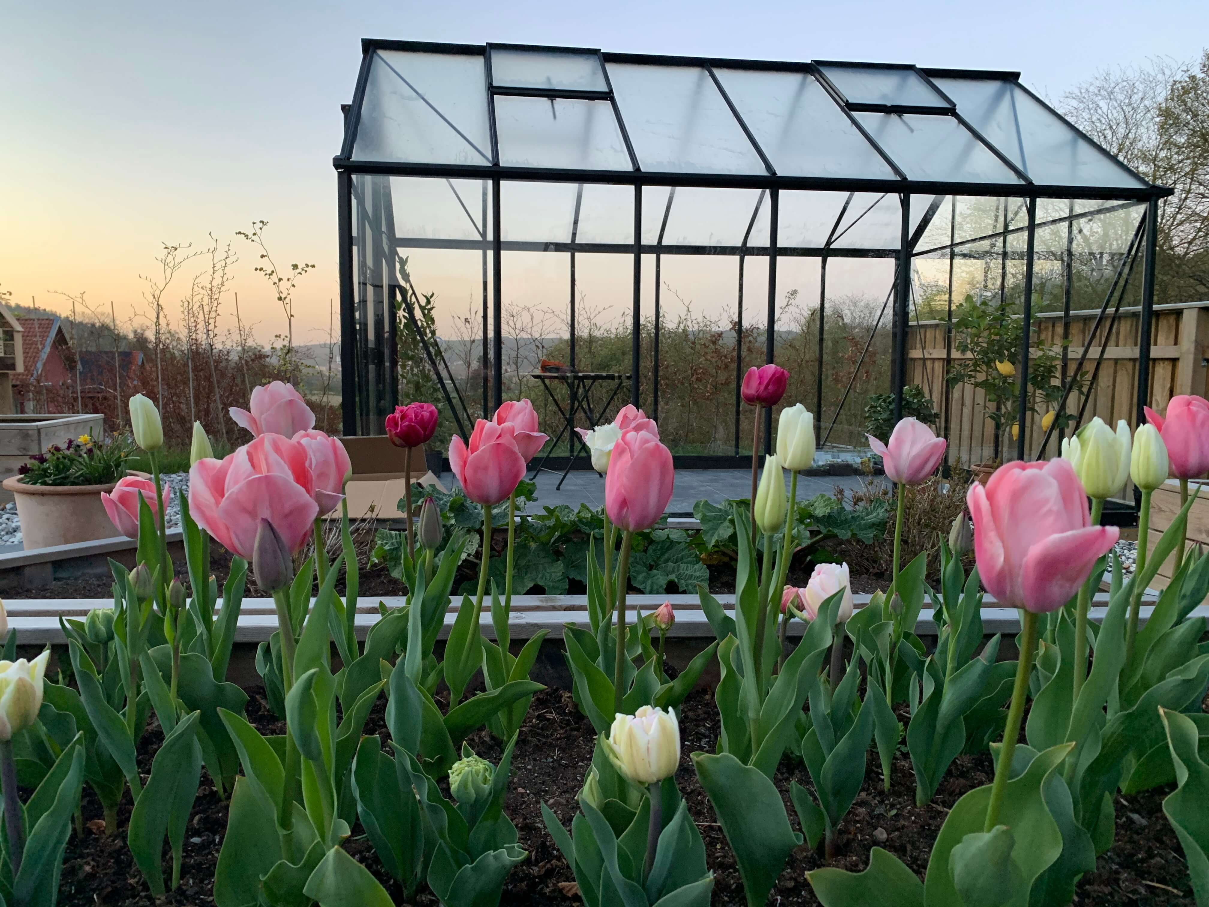 Vacker odlingsbädd utanför växthuset som blommar.